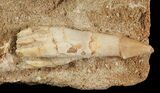 Cretaceous Sawfish (Onchosaurus) Rostral Barb - Morocco #71773-1